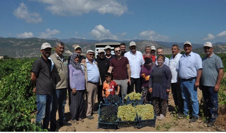 İSLAHİYE’DE ÜZÜM HASADI BAŞLADI