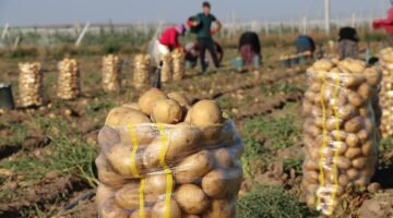 NURDAĞI’NDA PATATES HASADI SÜRÜYOR